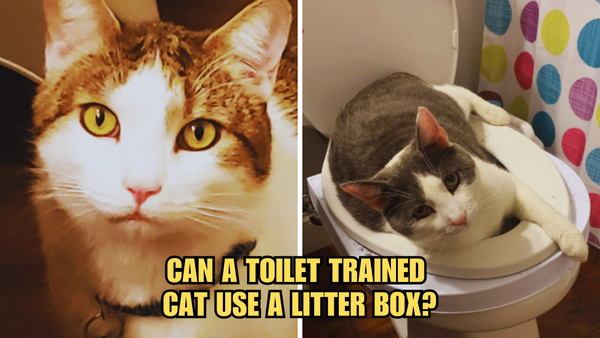 Toilet to Box: Can A Toilet Trained Cat Use A Litter Box?