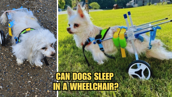 Rolling Ruff Dreams: Can Dogs Sleep In A Wheelchair?