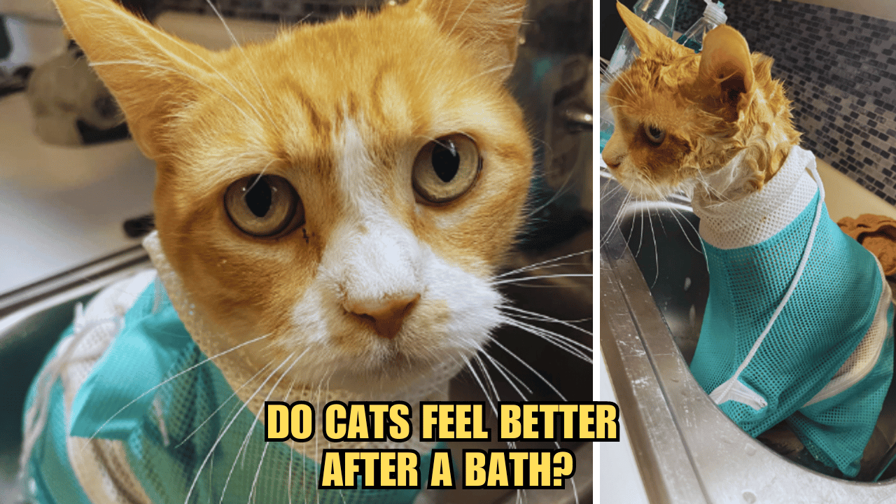Bath Time for Cats: Do Cats Feel Better After A Bath?