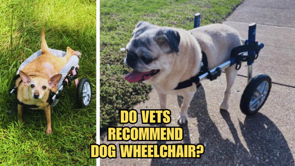 Wheelin' Woofers: Do Vets Recommend Dog Wheelchairs?