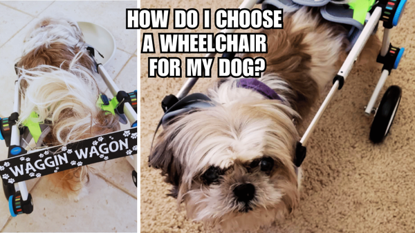 Cruisin' Canines: How Do I Choose A Wheelchair For My Dog?