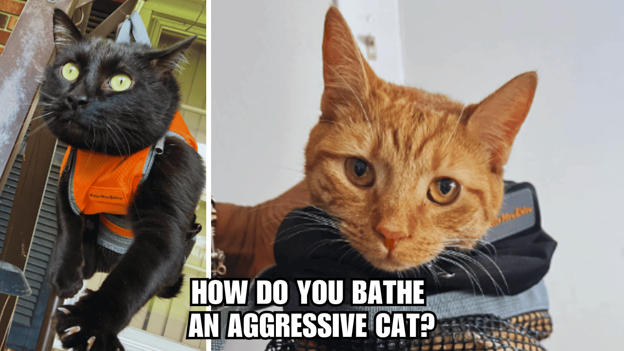 Bathing a Rebel Cat: How Do You Bathe An Aggressive Cat?