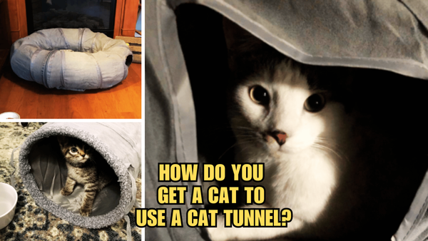 Tunnel Time! How Do You Get A Cat To Use A Cat Tunnel?