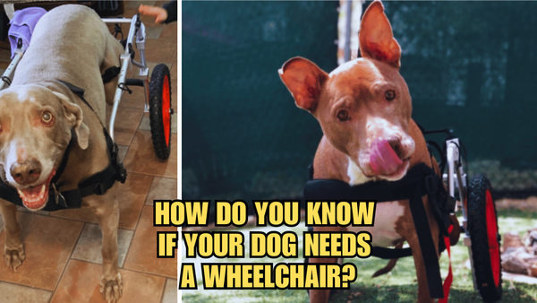 On the Move: How Do You Know If Your Dog Needs A Wheelchair?