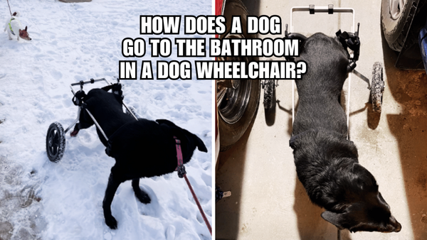 Rolling Relief: How Does A Pup Pee In A Dog Wheelchair?