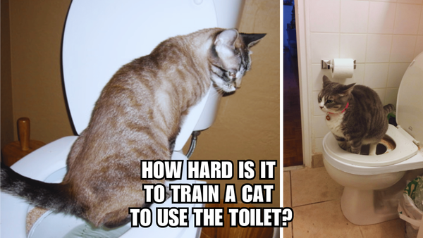 Toilet Tango: How hard Is It To Train A Cat To Use The Toilet?