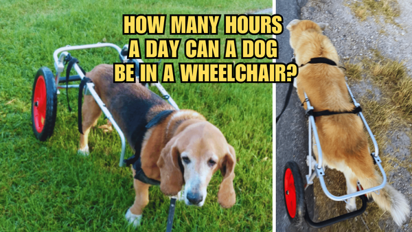 Bark & Roll: How Many Hours Can A Dog Be In A Wheelchair?
