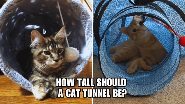 Catty Construction: How Tall Should A Cat Tunnel Be?