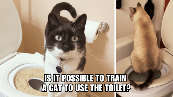 Flush or Fail? Is It Possible To Train A Cat To Use A Toilet?