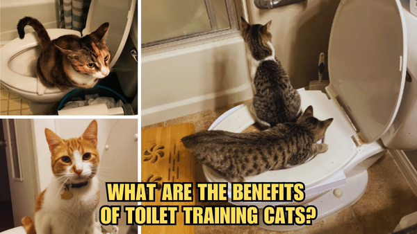 Kitty Throne: What Are The Benefits Of Toilet Training Cats?