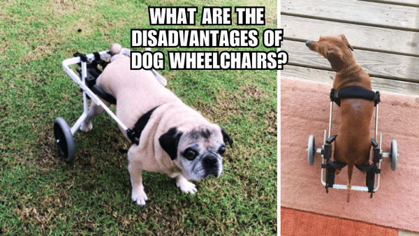 Wheel Woes: What Are The Disadvantages Of Dog Wheelchairs?