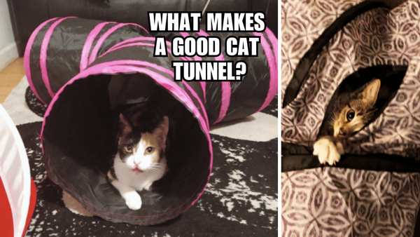 Whisker Wonderland: What Makes A Good Cat Tunnel?
