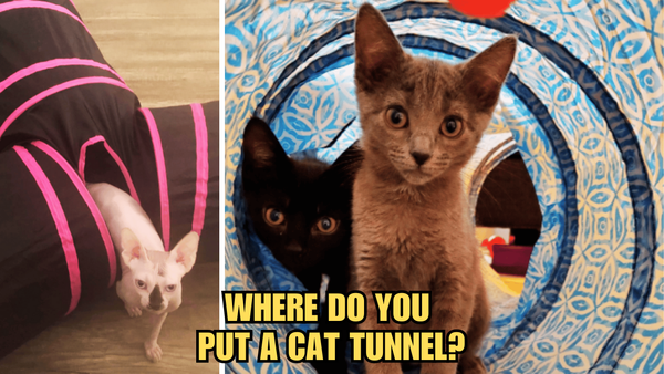 Cat Tunnel Placement 101: Where Do You Put A Cat Tunnel?