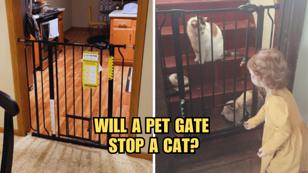 Cat vs. Gate Showdown: Will A Pet Gate Stop A Cat?