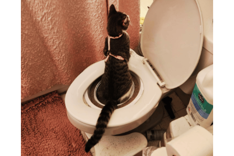 Flush and Furry Can A Cat Be Trained To Flush The Toilet?