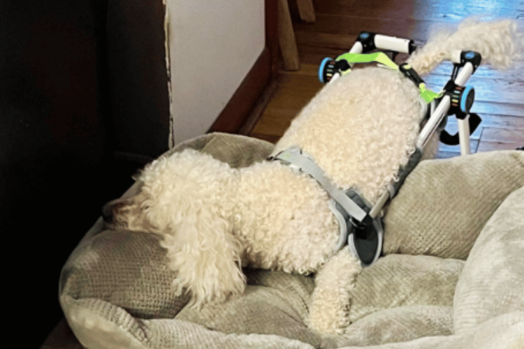 On the Move How Do You Know If Your Dog Needs A Wheelchair?