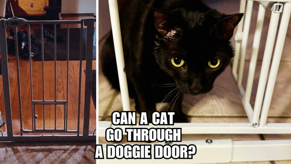 The Great Escape: Can A Cat Go Through A Doggie Door?