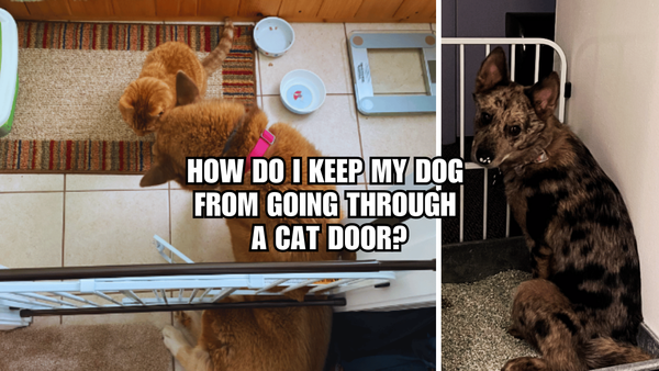 Paws Off! How Do I Keep My Dog From Going Through A Cat Door?